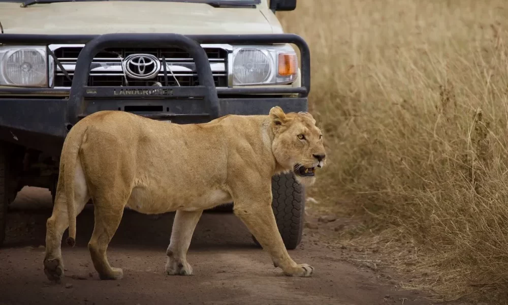 3 Nights Ngorongoro, Tarangire and Serengeti